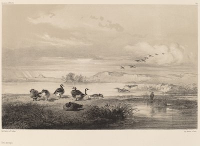 Wild Geese by Karl Bodmer