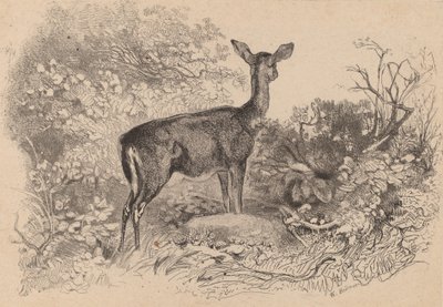 A Doe by Karl Bodmer
