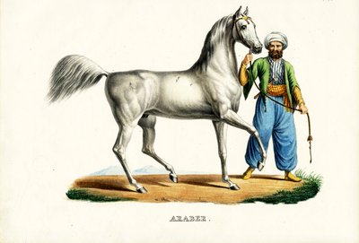 Arab Horse (1824) by Karl Joseph Brodtmann