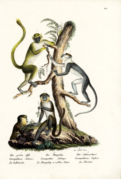 Green Monkey by Karl Joseph Brodtmann