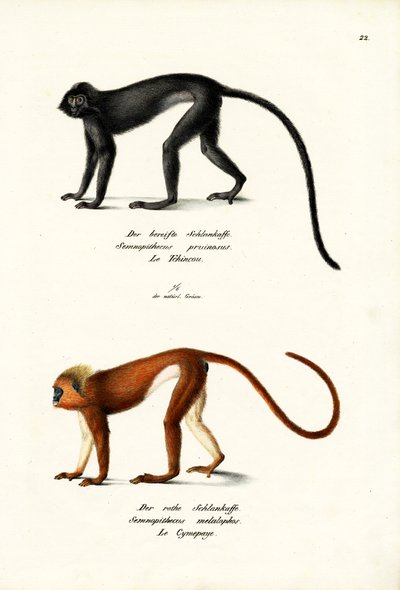Hanuman Langur by Karl Joseph Brodtmann