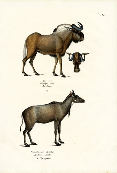 Hartebeest, 1824 by Karl Joseph Brodtmann