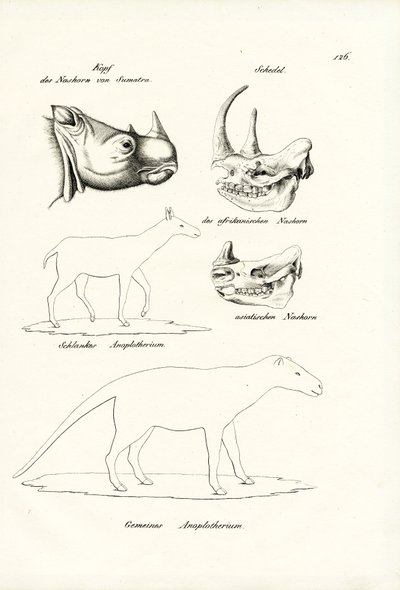 Head Of Sumatra-Rhinoceros by Karl Joseph Brodtmann