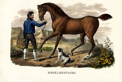 Mecklenburger Horse, 1824 by Karl Joseph Brodtmann