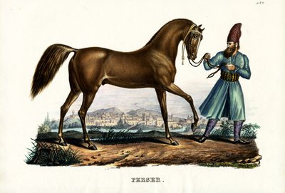 Persian Horse by Karl Joseph Brodtmann