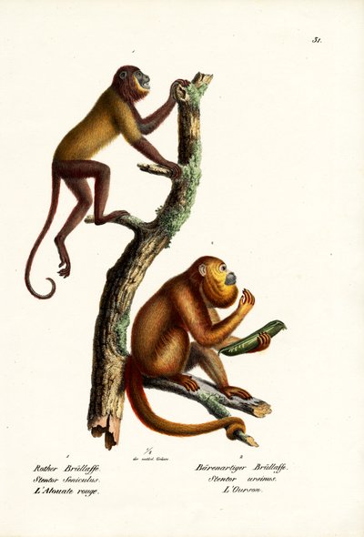 Red Howler Monkeys, 1824 by Karl Joseph Brodtmann