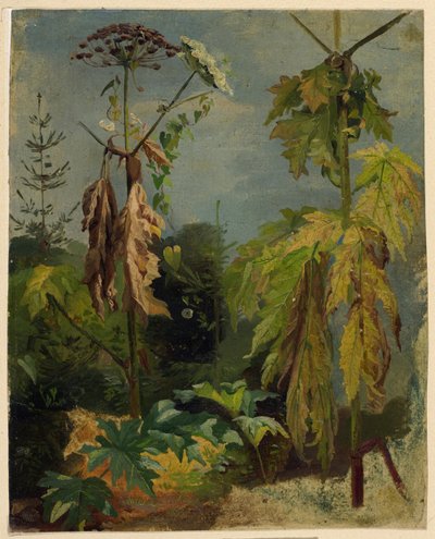 Hemlock Study by Karl Ludwig Seeger