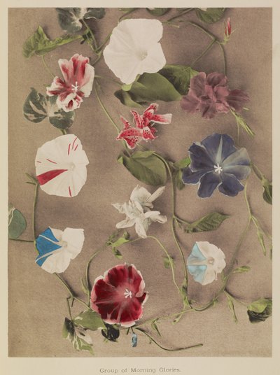Group of Morning Glories by Kazumasa Ogawa