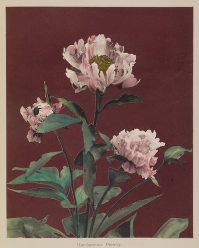Herbaceous Peony by Kazumasa Ogawa