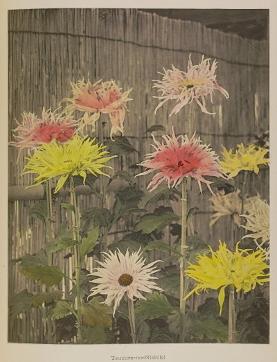 Tsuzure-no-Nishiki by Kazumasa Ogawa
