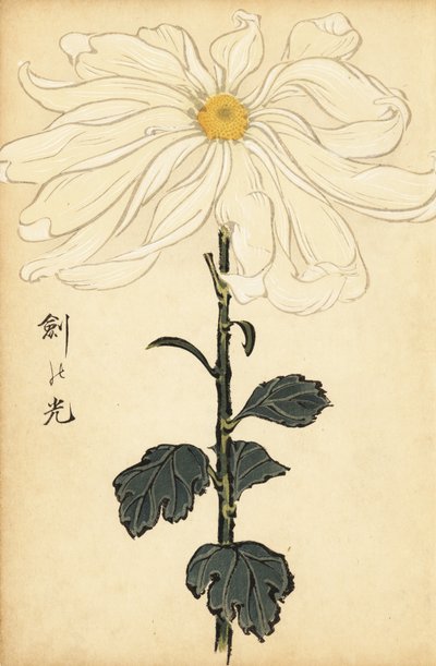 Hybrid White Chrysanthemum (engraving) by Keika Hasegawa