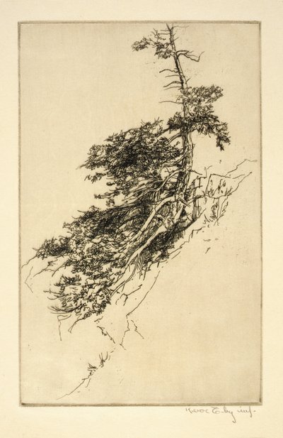 Little Rock Pine by Kerr Eby