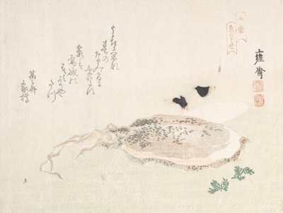 Cuttle Fish, Early 19th Century by Kikuchi Yosai