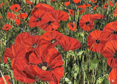 Poppy Field by Kirstie Adamson