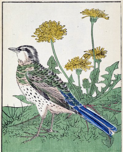 Bird. Japanese Drawing by Kitao Kosuisai by Kitao Shigemasa