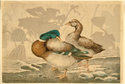 Ducks and Withered Lotus by Kiyochika Kobayashi