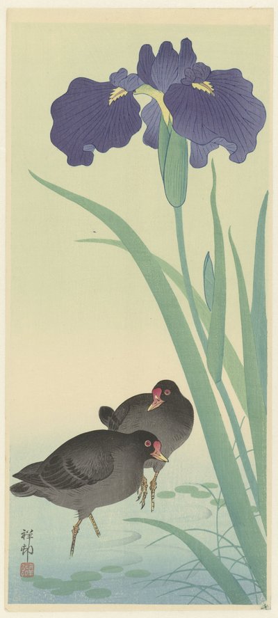 Moorhens and Irises by Ohara Koson