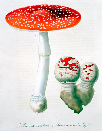 Amanita Muscaria Fly Agaric by LFJ Hoquart