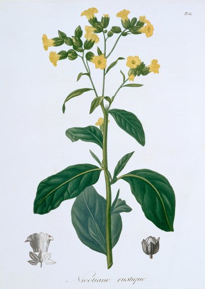 Nicotiana Tobacco, 1821 by LFJ Hoquart