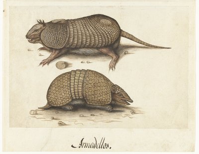 Album Sheet with Two Armadillos by Lambert Lombard (rejected attribution)