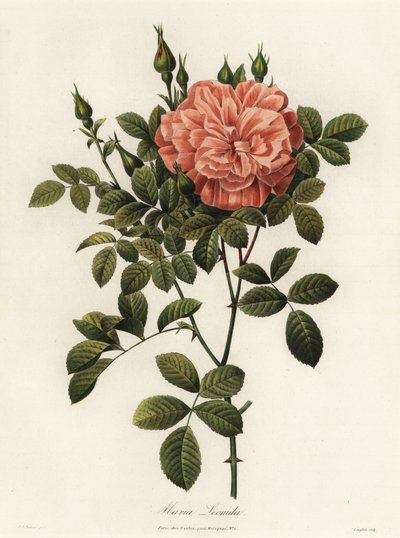 Maria Leonida, Hybrid Rose, Rosa Bracteata Variety by Langlois Langlois