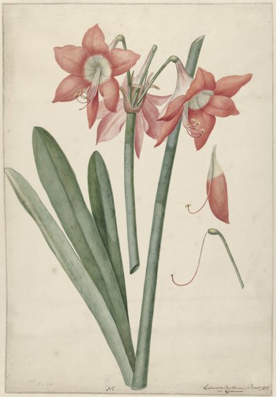 Amaryllis Haworthia Margaritiferas by Laurens Jacobsz. van der Vinne