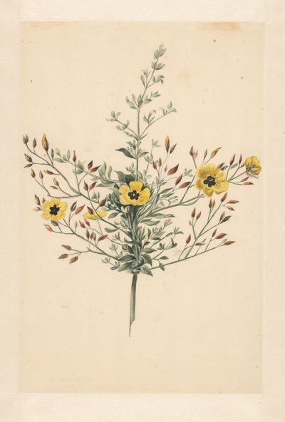 Hemelroosje by Laurens Vincentsz. van der Vinne