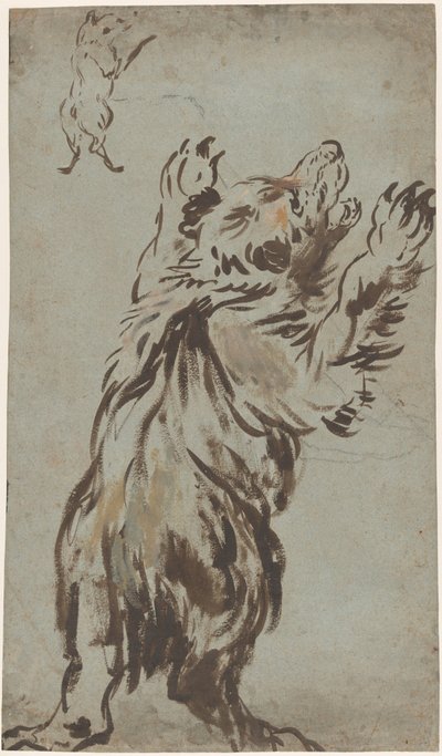 Studies of a Bear by Leonard Bramer