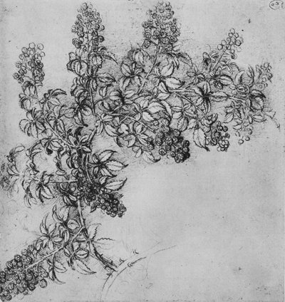 A Branch of Blackberry by Leonardo da Vinci