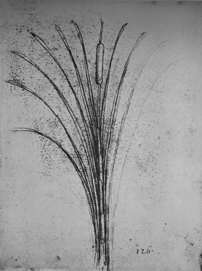 A Bulrush by Leonardo da Vinci