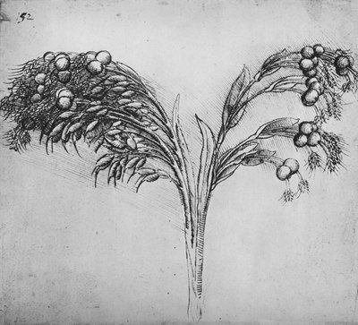 A Long-Stemmed Plant by Leonardo da Vinci