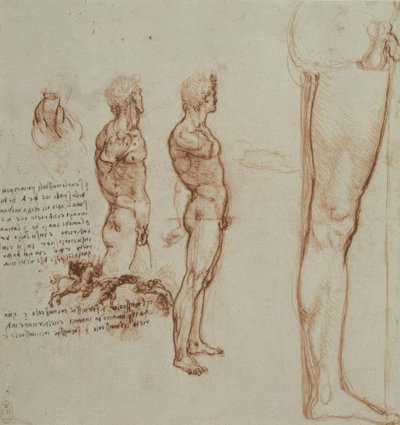 Anatomy Studies by Leonardo da Vinci