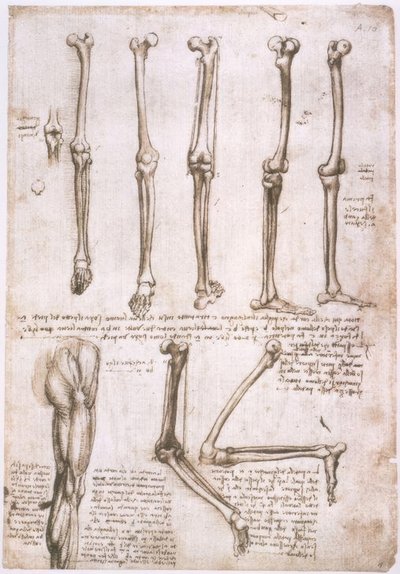 Anatomical Studies by Leonardo da Vinci