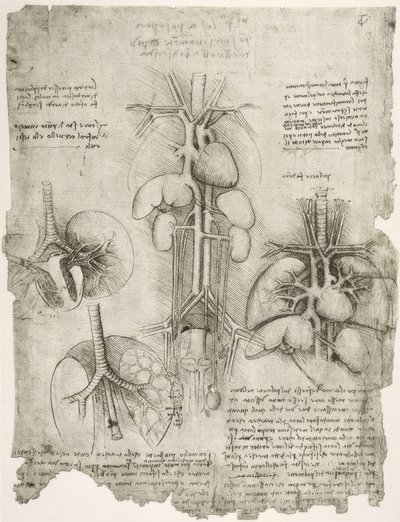 Anatomy Studies by Leonardo da Vinci