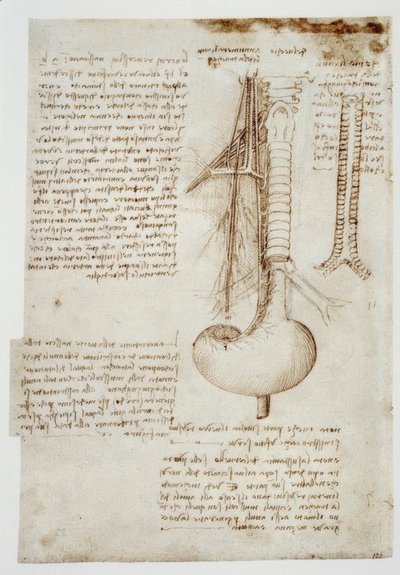 Anatomy Studies by Leonardo da Vinci