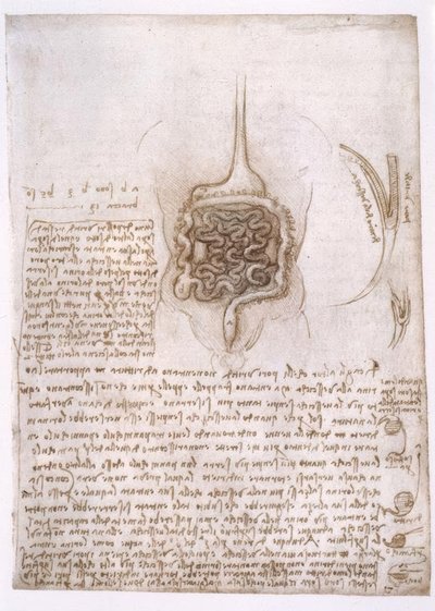 Anatomy Studies by Leonardo da Vinci