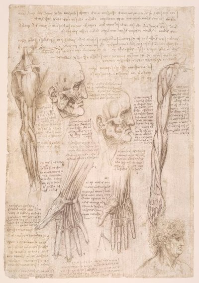 Anatomy Studies by Leonardo da Vinci