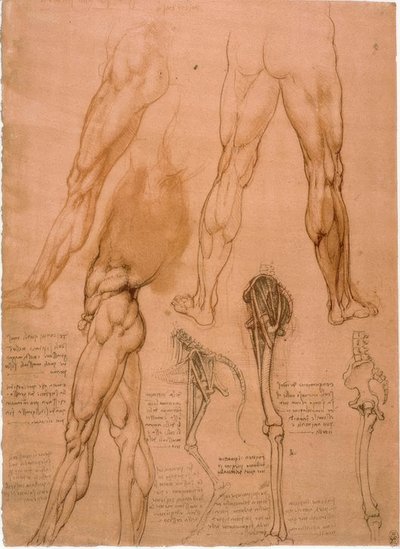 Anatomy Studies: Leg Musculature by Leonardo da Vinci