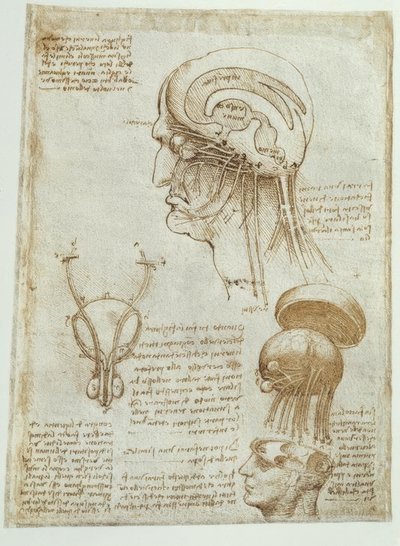 Anatomy Studies: Brain, Brain Chambers and Cranial Nerves / Male by Leonardo da Vinci
