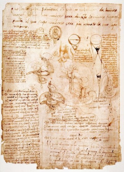 Anatomy Studies: Organs of the Abdomen... by Leonardo da Vinci