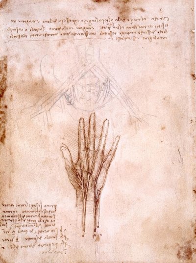 Anatomy Studies: Sketch of Pelvic Vessels by Leonardo da Vinci