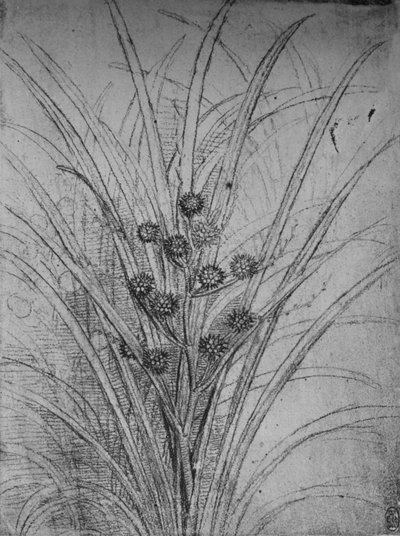 Flowering Rushes by Leonardo da Vinci