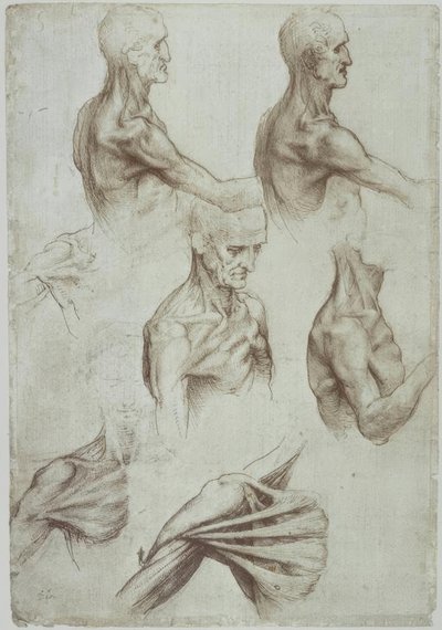 Leonardo / Neck-Shoulder Musculature / f. 136v by Leonardo da Vinci