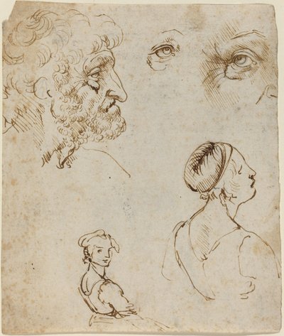 Sheet of Studies by Leonardo da Vinci