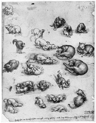 Studies of Cats by Leonardo da Vinci