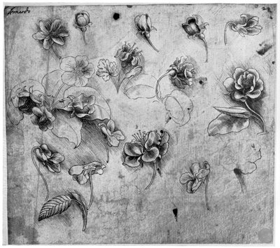 Study of flowers by Leonardo da Vinci