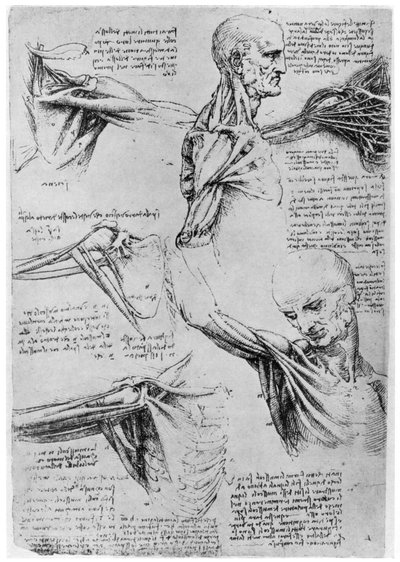Study of shoulder joints by Leonardo da Vinci