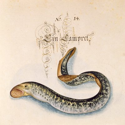 Sea Lamprey by Leonhard Baldner