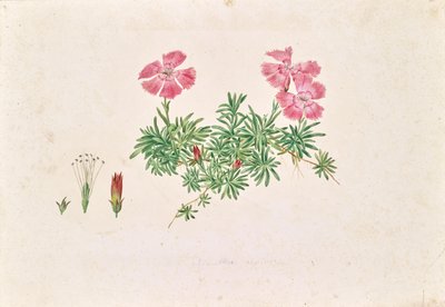 Alpine Carnation (Dianthus alpinus) by Leopold von Stoll