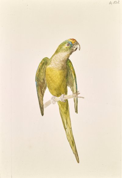 Parrot by Leopold von Stoll